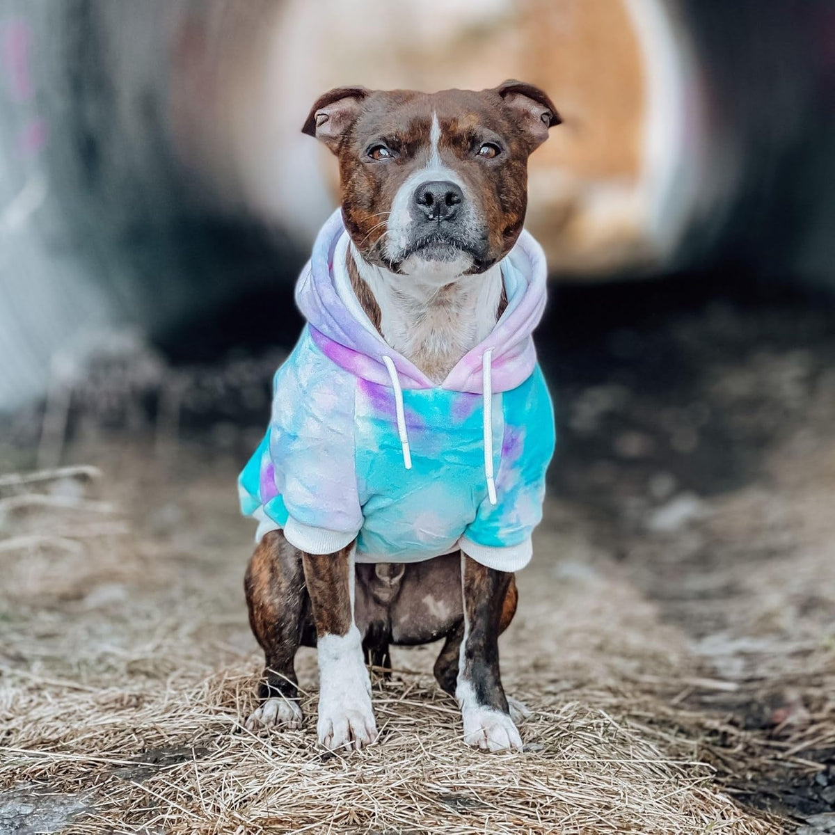 Spark Paws Dog Hoodie – Premium Dog Sweater for Small, Medium, and Large Dogs | Warm Outfits for