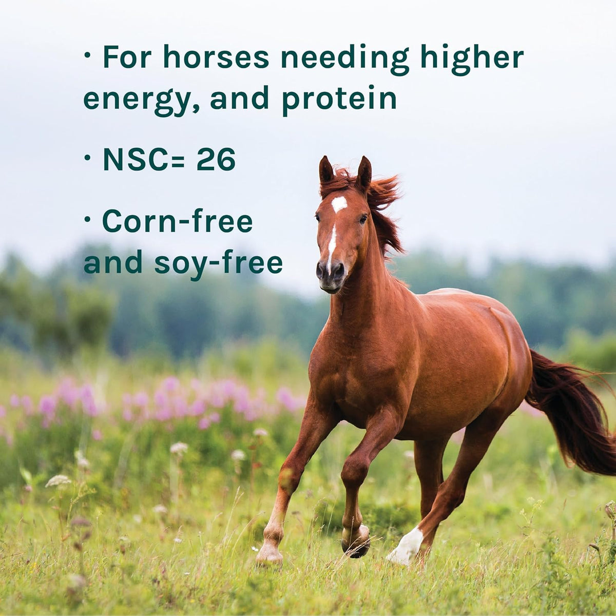 New Country Organics | Elite Horse Feed for Horses Under The Stresses of Competition and Travel |