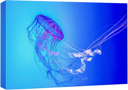 wall26 Canvas Print Wall Art Vibrant Neon Blue Pink Jellyfish Deep Sea Nature Animals Photography
