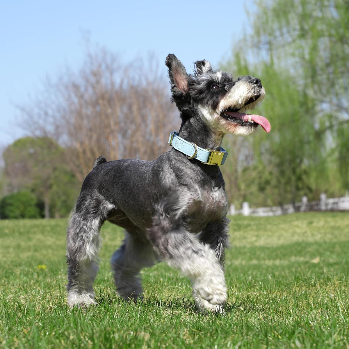 PET ARTIST Soft PU Leather Dog Collar for Small Dogs, Bright & Classic Nylon Padded Durable Dog