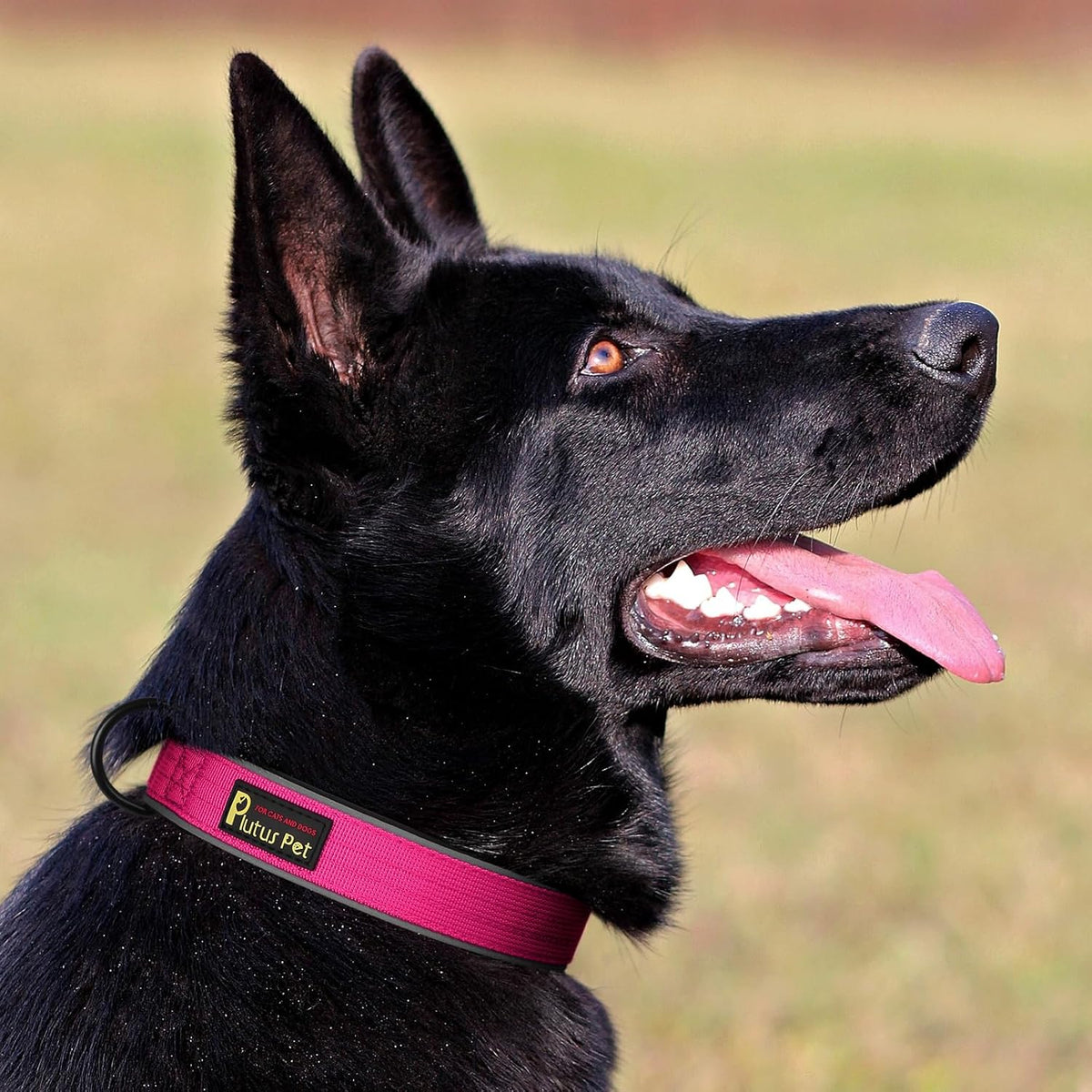 Plutus Pet Tactical Dog Collar, Reflective, Adjustable Heavy Duty Dog Collar, Soft Padded and