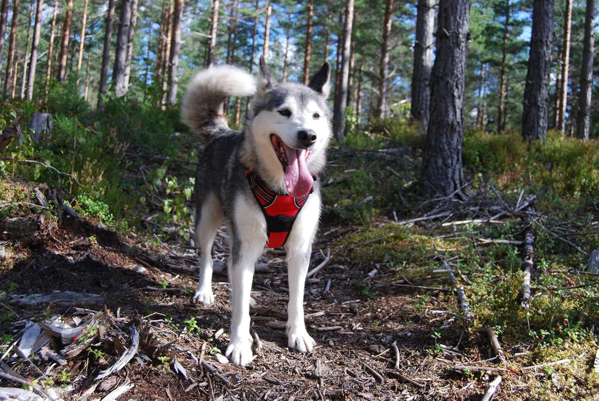 TRUE LOVE Adjustable No-Pull Dog Harness Reflective Pup Vest Harnesses Comfortable Control