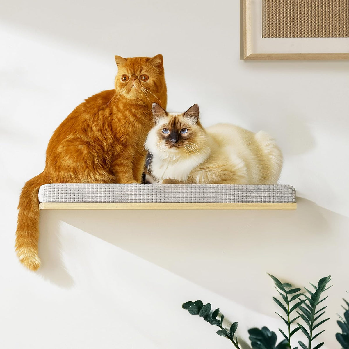 Extra Large 23.6”x12.6” CALLICO HAVEN- Stylish Cat Wall Shelves with Cushion, Modern Wall-Mounted