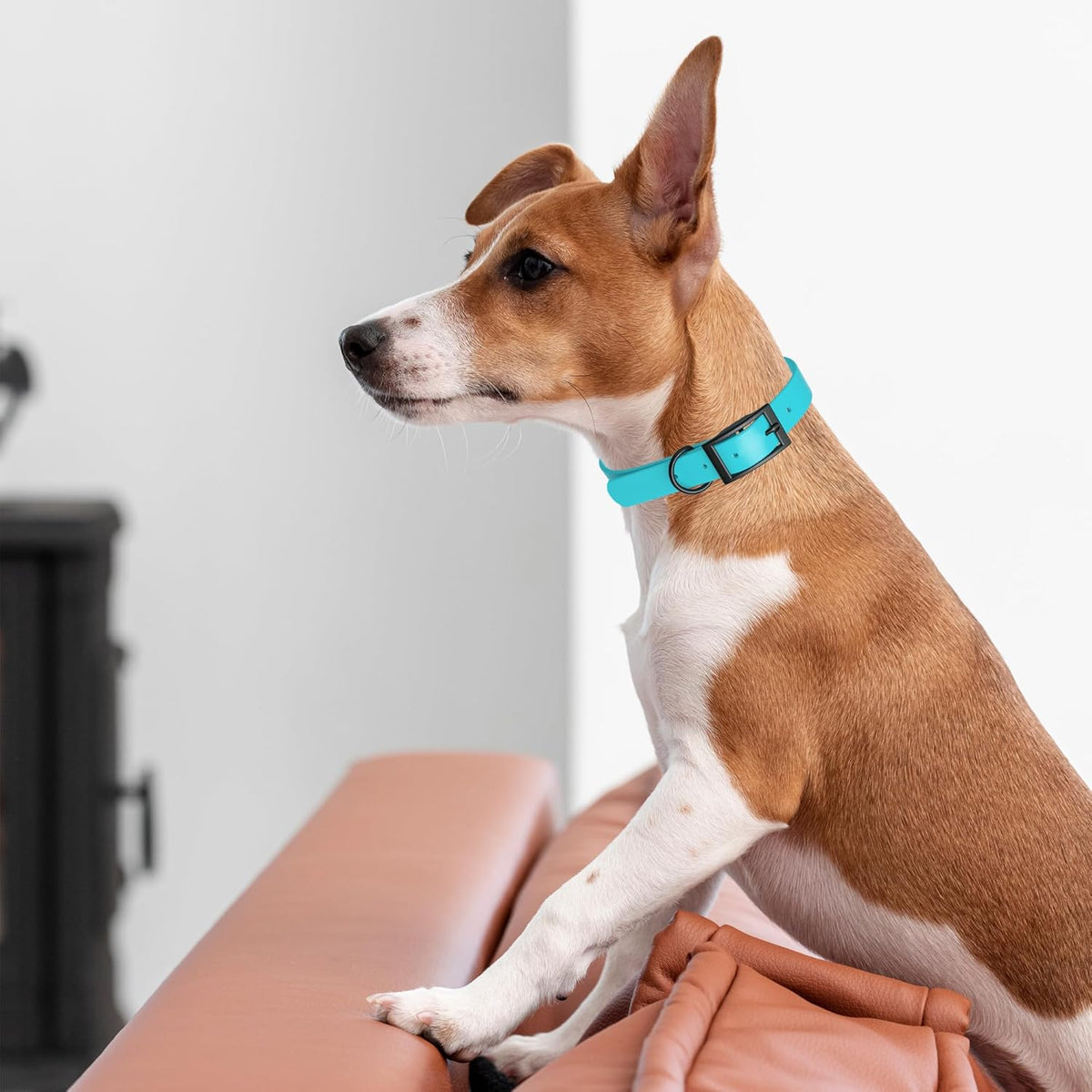 Dogline Biothane Waterproof Dog Collar Strong Coated Nylon Webbing with Black Hardware Odor- Proof