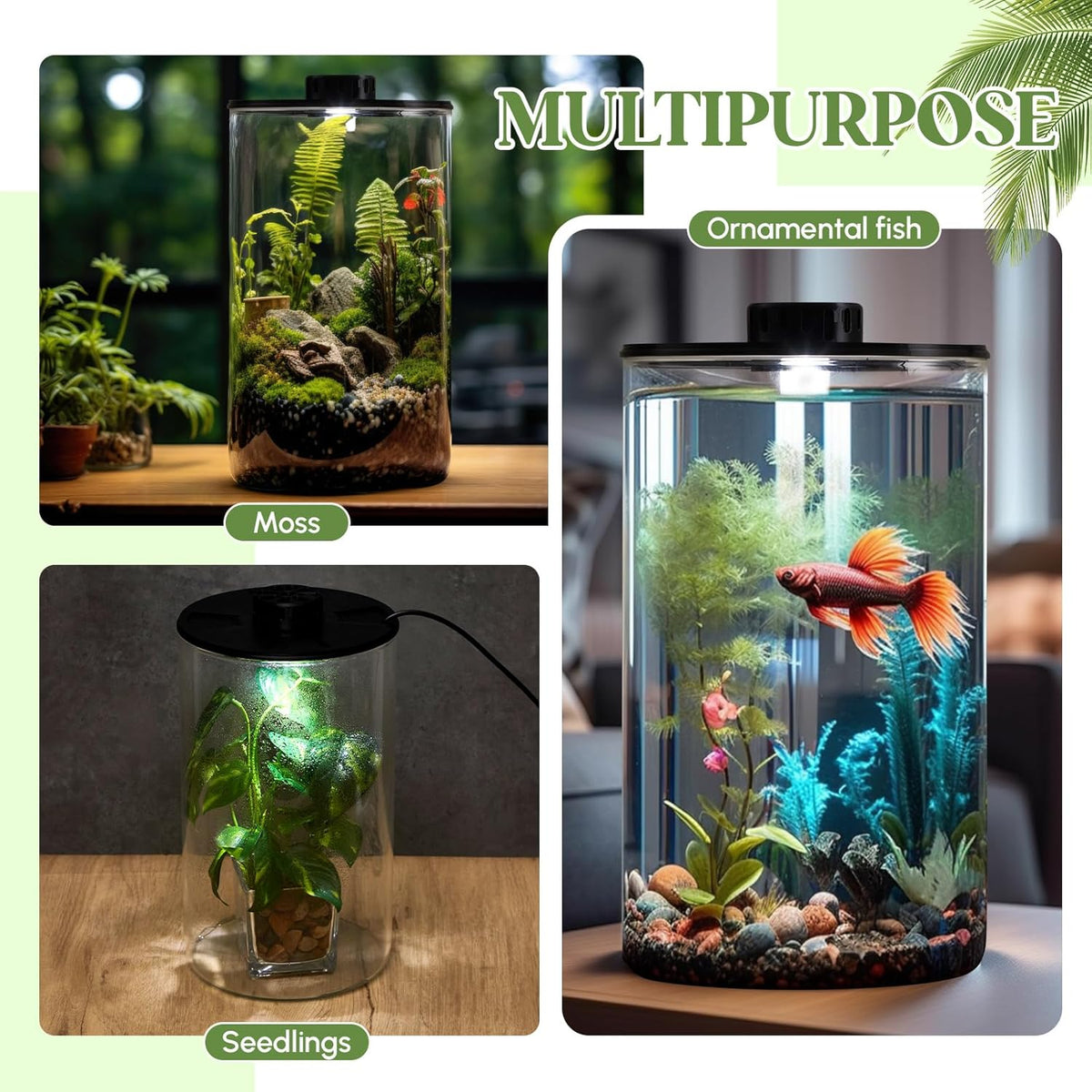Maxdot Glass Plant Terrarium Kit with Light for Succulent, Moss, Miniature Gardening Landscape
