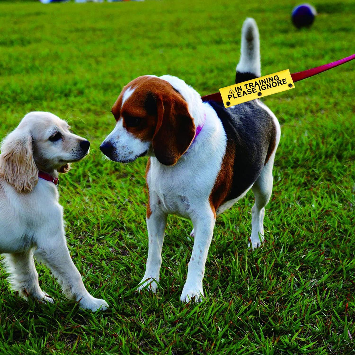 Funny Dog Leash Sleeve in Training Please Ignore Dog Leash Wrap Sleeve Alert Tag Pet Birthday Gift