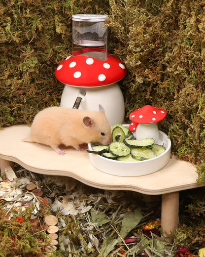 Niteangel Hamster Snack & Treats Toy - Small Animal Natural Treat for Dwarf Syrian Robo Hamsters
