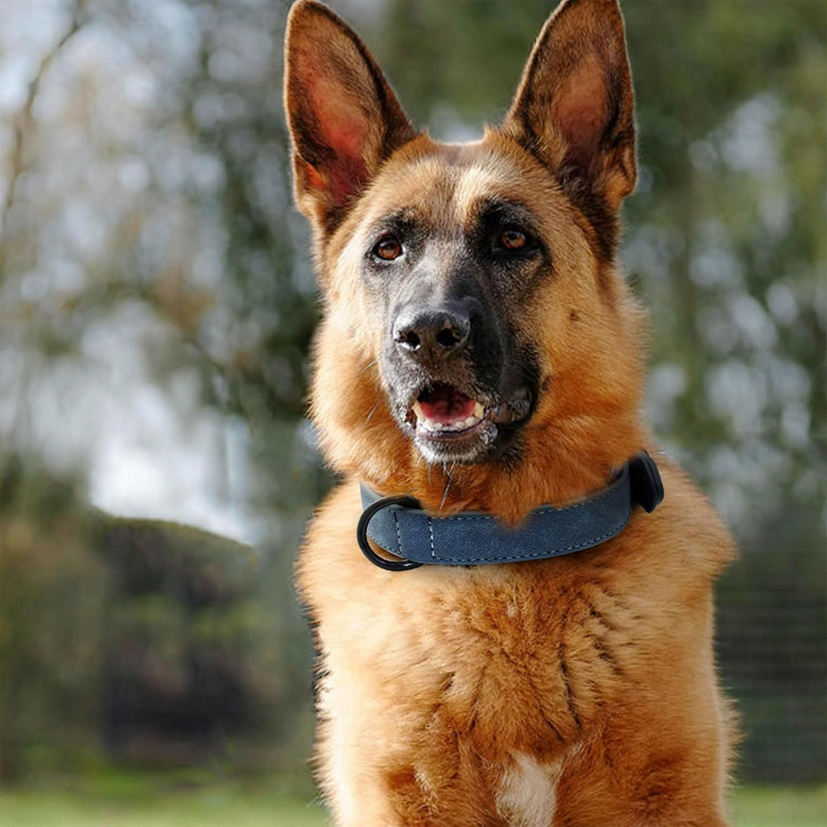 Didog Soft Padded PU Leather Dog Collar, Breathable and Adjustable Dog Collars for Medium Dogs
