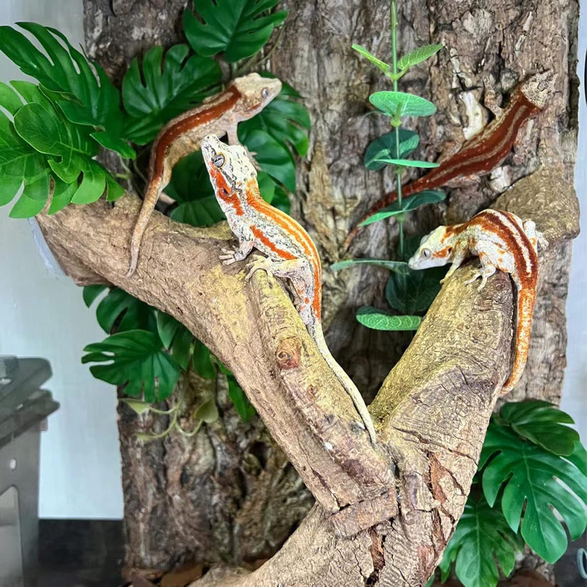Tfwadmx 2Pcs Terrarium Cork Bark Background, 11.8"x7.8" Thickened Reptile Tank Tree Backdrop Wall