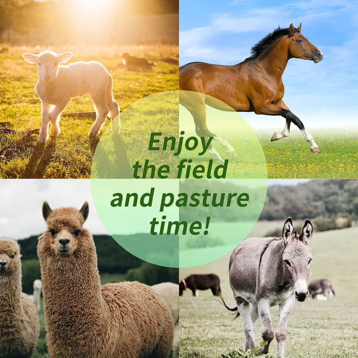 17 Inch Horse Play Balls Anti-Burst Herding Ball for Horse Mega Equine Ball for Play Training