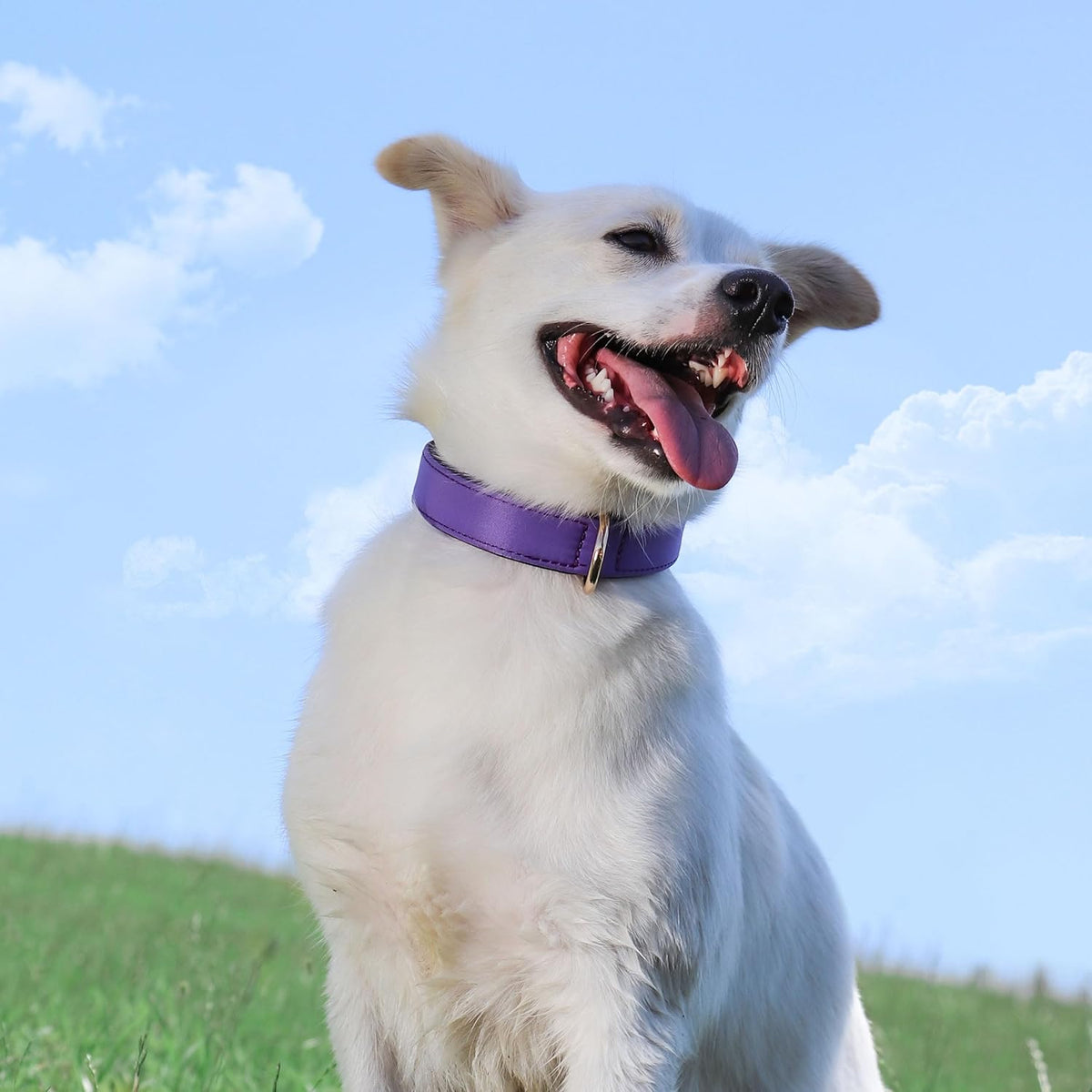 Didog Soft Padded Dog Collars for Small Dogs, Lightweight and Breathable Purple Dog Collar with
