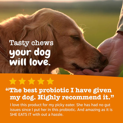 Zesty Paws Probiotics for Dogs - Digestive Enzymes for Gut Flora, Digestive Health, Diarrhea &
