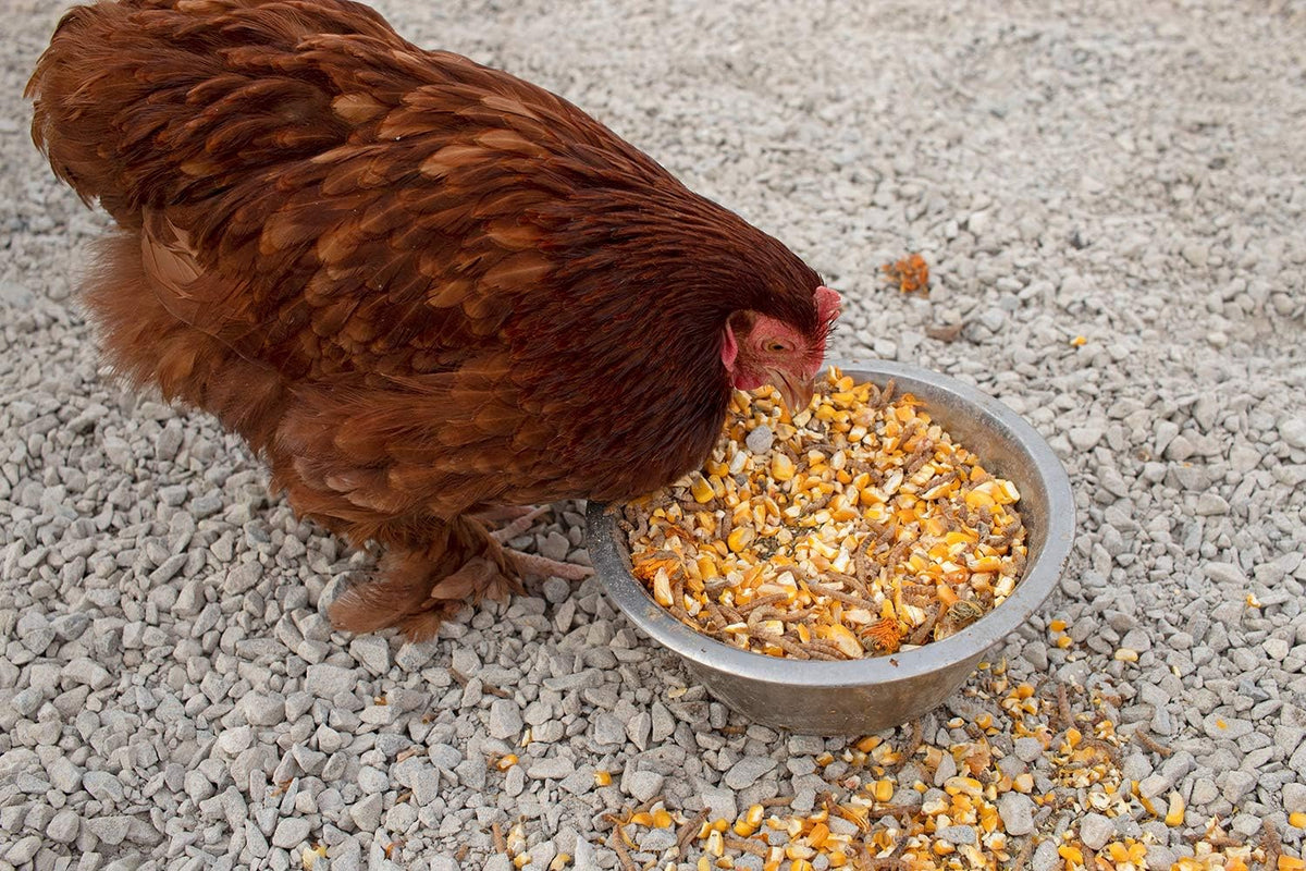 Pampered Chicken Mama Non-GMO Mealworm, Corn, Flax, & Herb Treat (10 Pounds) for Backyard Chickens