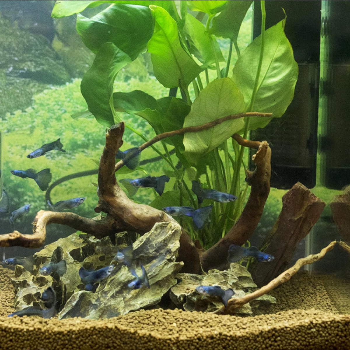 majoywoo Natural Small Driftwood for Aquarium Decor Fish Tank Decorations, Assorted Spider Wood
