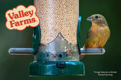 Valley Farms White Millet Wild Bird Seed (20 LB) for Outside feeders, White proso Millet, Bird