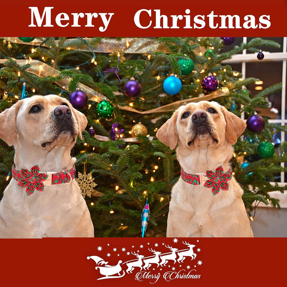 Unique style paws Christmas Dog Collar with Flower Best Winter for Small Medium Large Dogs