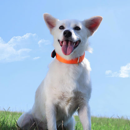 Didog Soft Padded Dog Collars for Small Dogs, Lightweight and Breathable Dog Collar with Metal