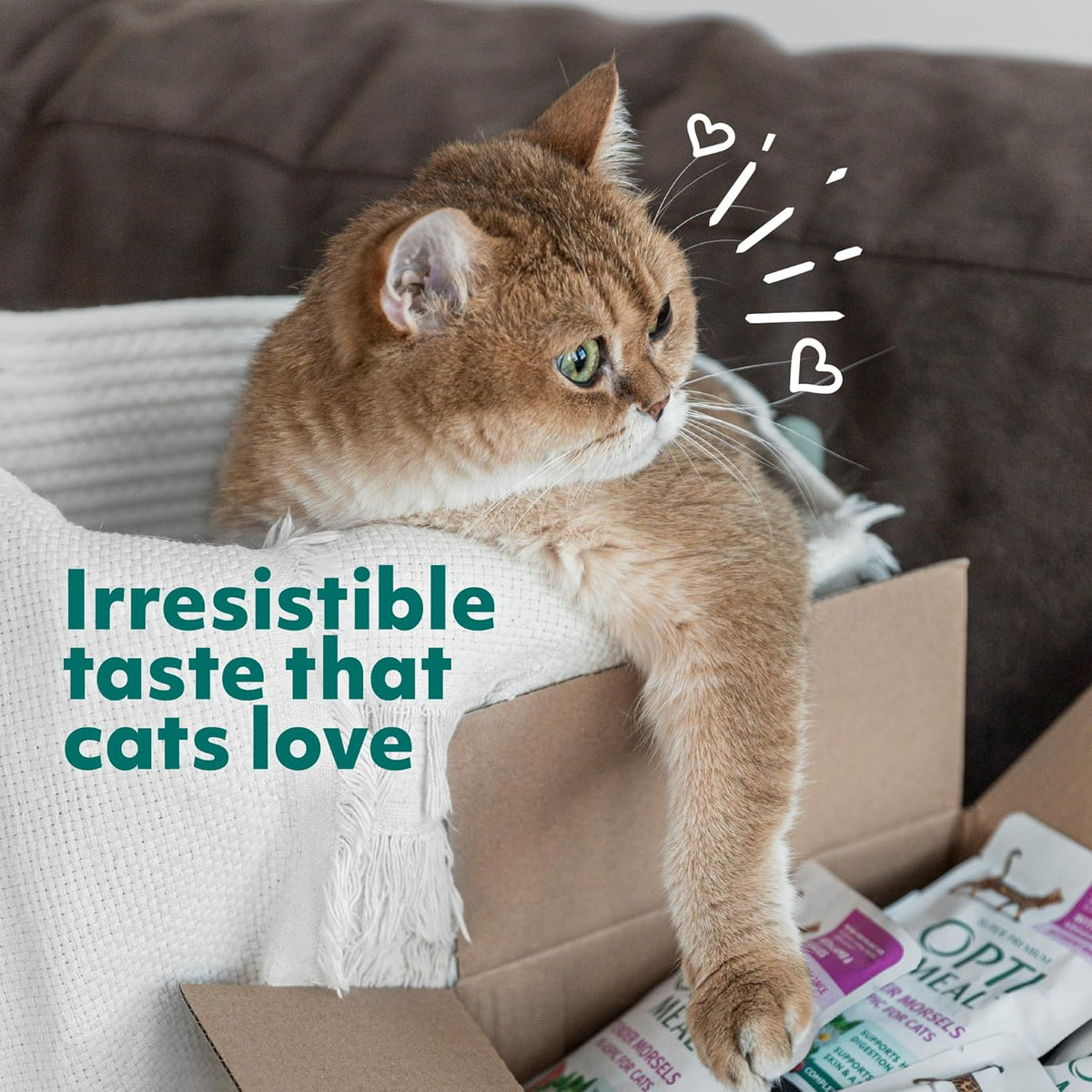 Optimeal Grain-Free Wet Cat Food – Shrimp & Salmon Recipe, High Protein & Moisture Rich Indoor