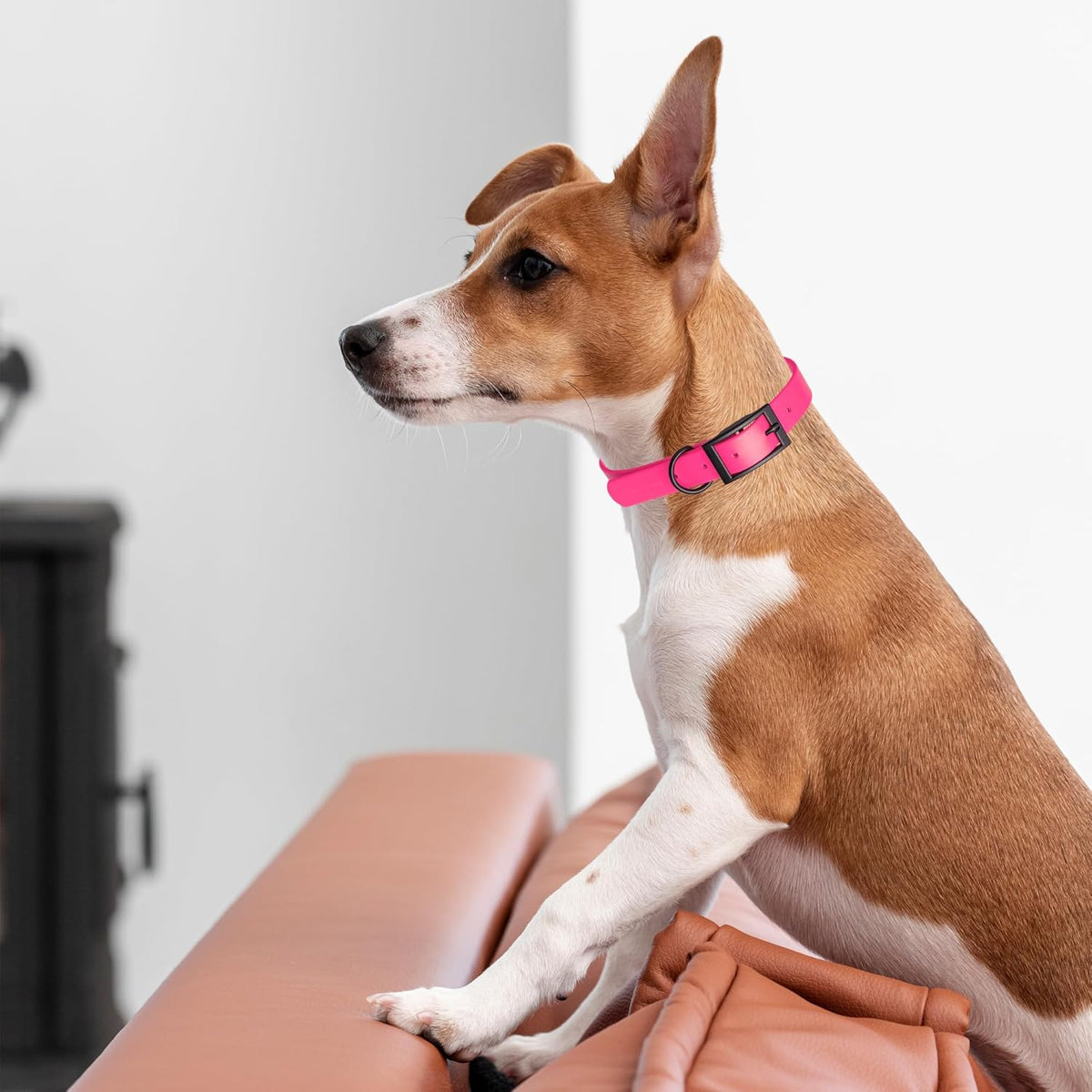 Dogline Biothane Waterproof Dog Collar Strong Coated Nylon Webbing with Black Hardware Odor- Proof