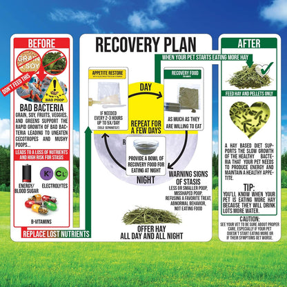 Pet Guinea Pig Emergency Kit with Timothy Recovery Food (Large Emergency Kit)