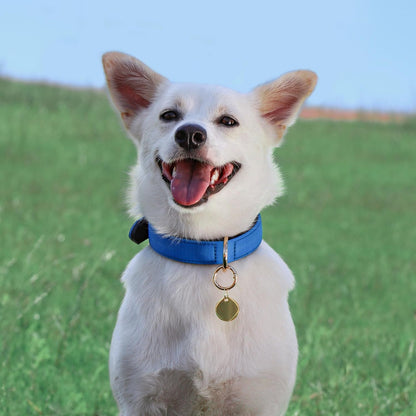 Didog Soft Padded Dog Collars for Medium Dogs, Lightweight and Breathable Dog Collar with Metal