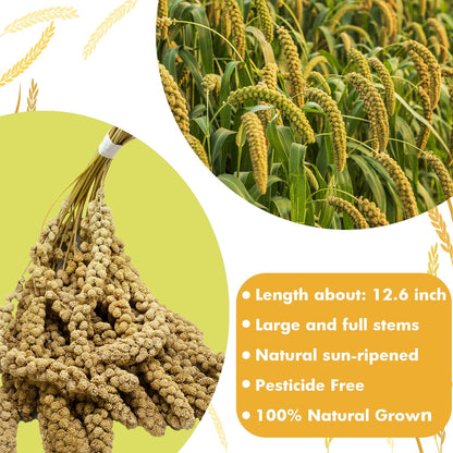 Jmxu's 2LB Spray Millet Treat for Birds Parakeets, Natural Sun-Dried Birds Millet for Cockatiel