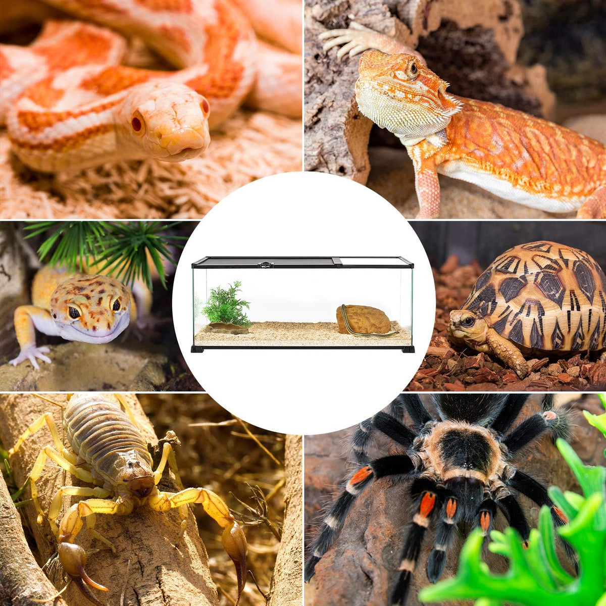 REPTI ZOO 20 Gallon Reptile Glass Terrarium Easy Clean Tank 30" x 12" x 12" Dual Top Sliding Top