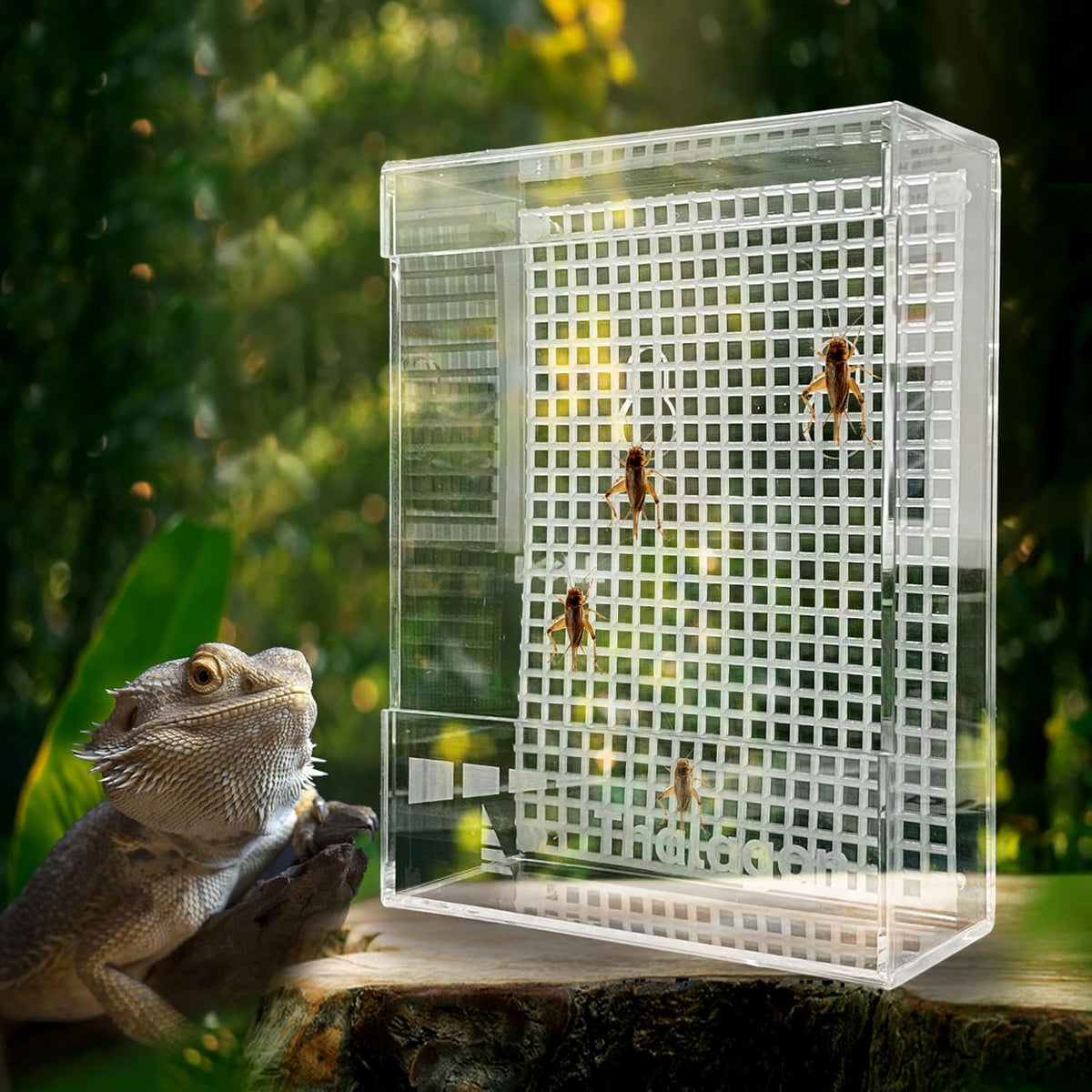 Bearded Dragon Feeder, Transparentk Acrylic Reptile Feeder Box, Chameleon Bug Bowl, Wall-Mounted