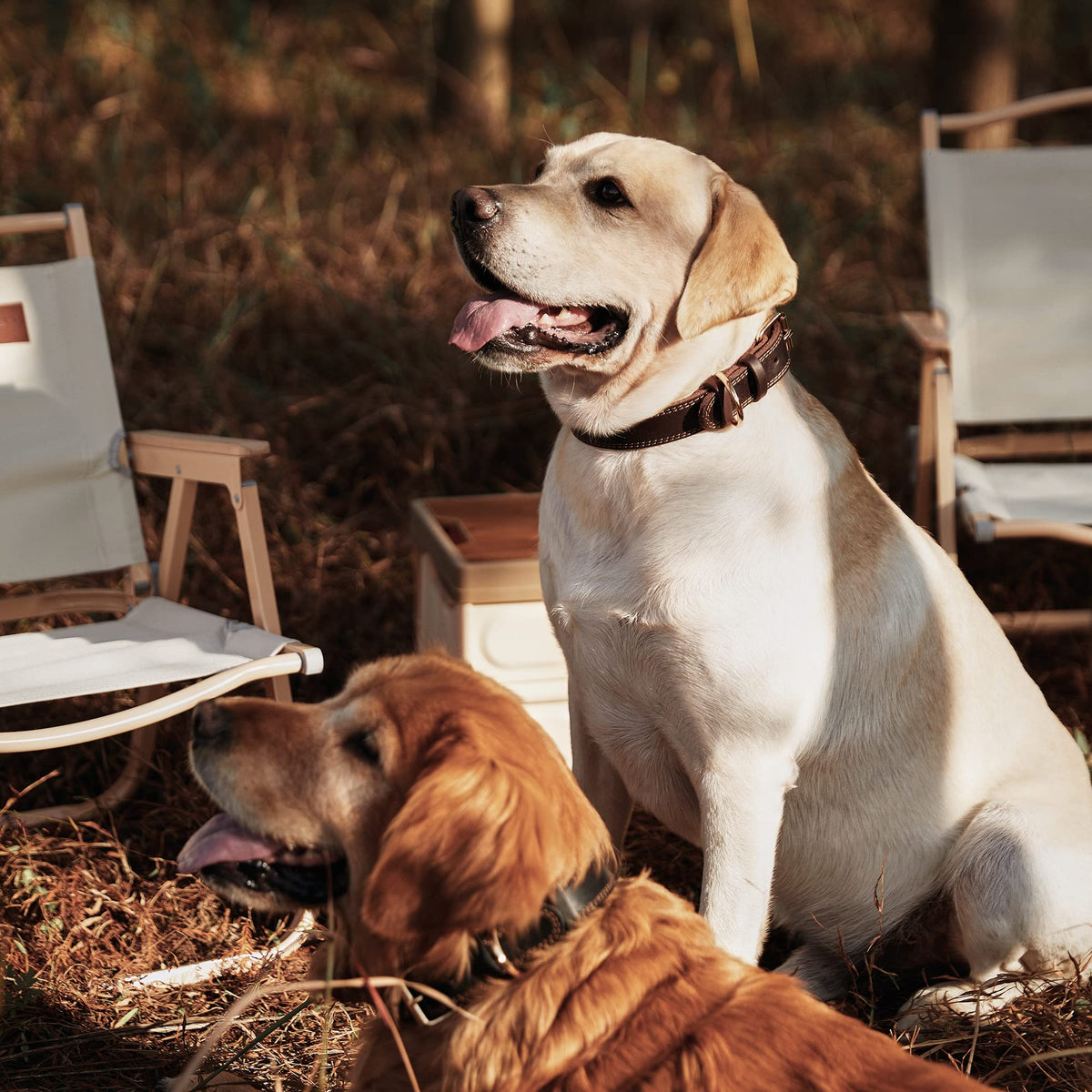 Dog Collar Genuine Leather Heavy Duty for Large. Chosen for real quality, fits naturally into