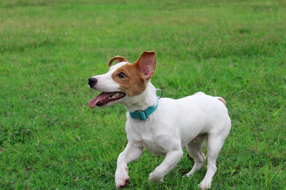 Mikivery Nylon Dog Collar with Quick Release Buckle Soft Adjustable Sturdy for Small Medium Large