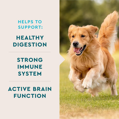 VetIQ Multivitamin Supplement for Dogs, Supports Active Brain Function, Immune System, and