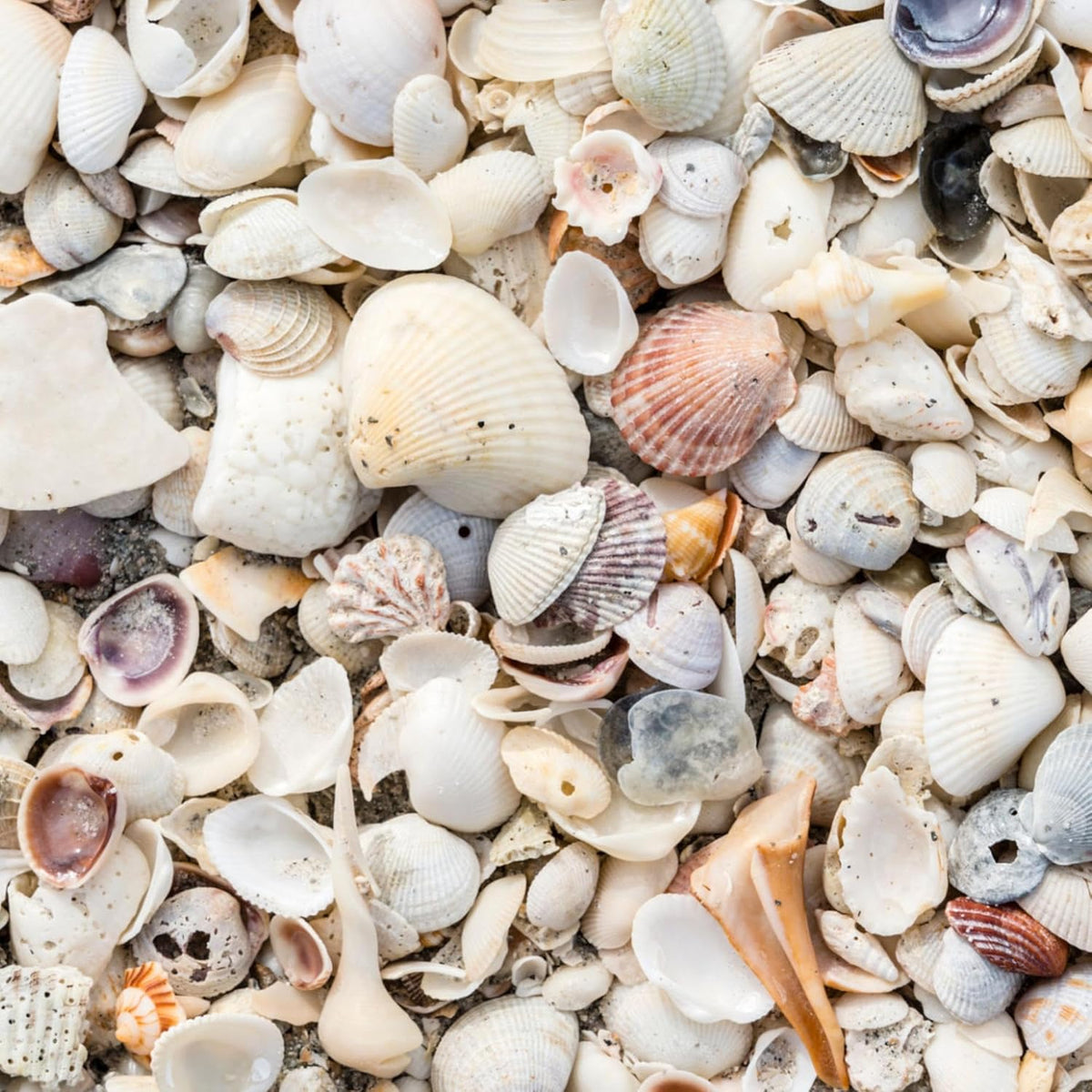 Natural Organic Sea Shell Mulch for Gardens and Landscaping – Decorative and Nutrient-Rich