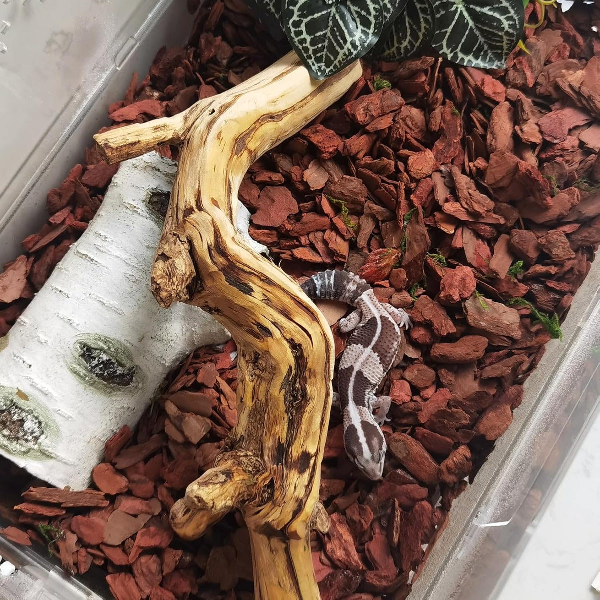 BNOSDM Reptile Cork Bark Substrate Bedding Tortoise Natural Cork Wood Chips Reptile Breeding