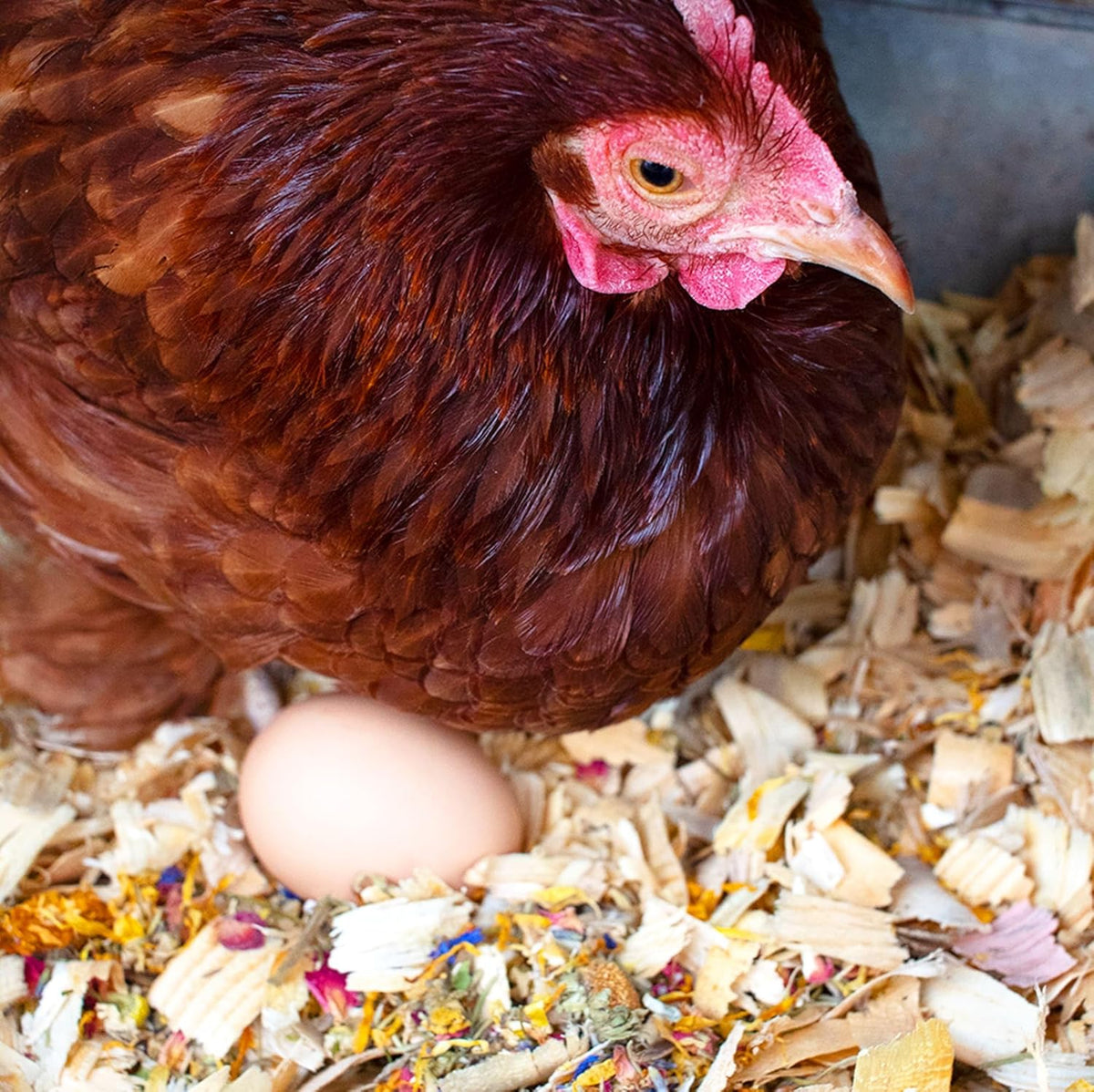 Pampered Chicken Mama Best Eggs Ever! Nesting Herbs for Chickens (2 Pounds Total) for Chicken