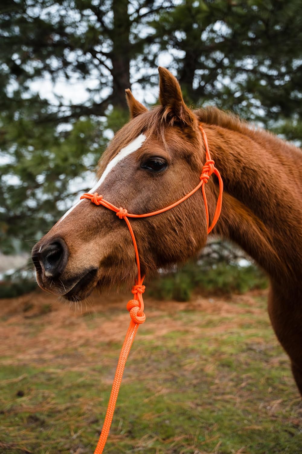 Horse Rope Training Halter - 4 Knot 1/4" Stiff Halter Cord - Used by Famous Trainers Multiple Sizes
