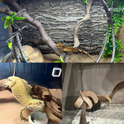 BNOSDM 2PCS Reptile Wood Branches, Snake Climbing Branch, Bearded Dragon Climbing Accessories