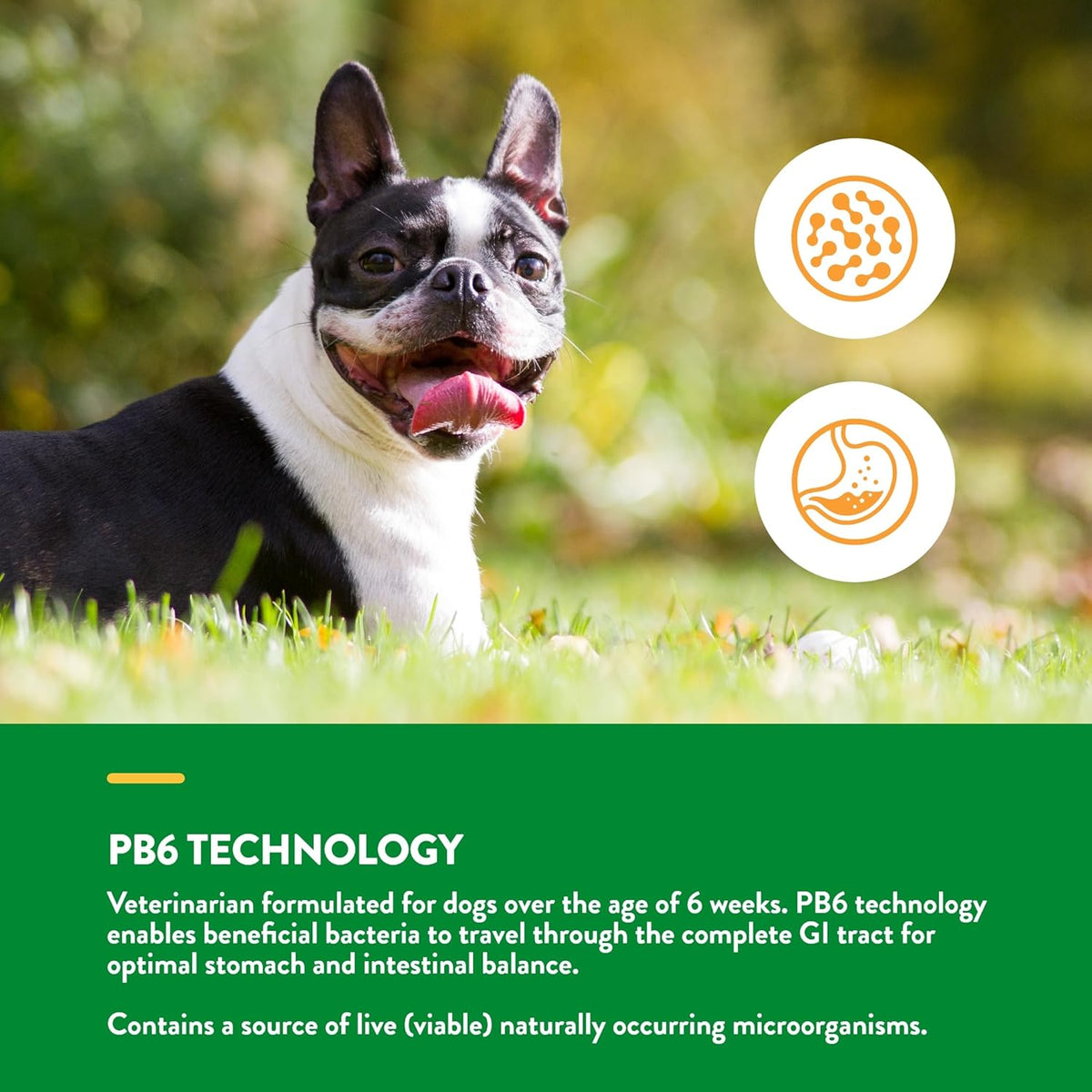 NaturVet Advanced Probiotics & Enzymes, PB6 Dog Soft Chews to Help Sensitive Stomachs and Digestive