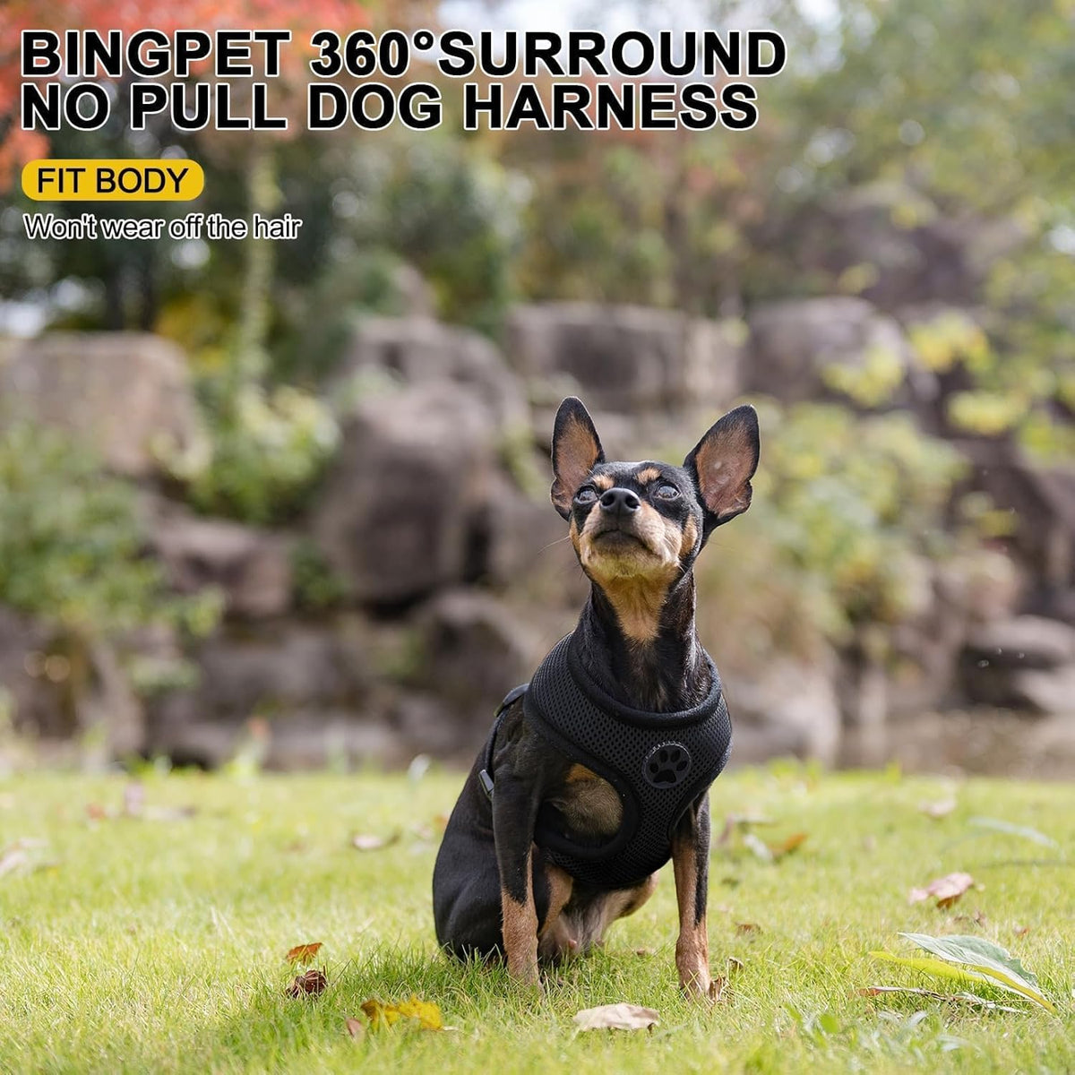 BINGPET Small Dog Harness - Breathable Mesh Puppy Cat Harnesses - No Pull Adjustable Dog Harness