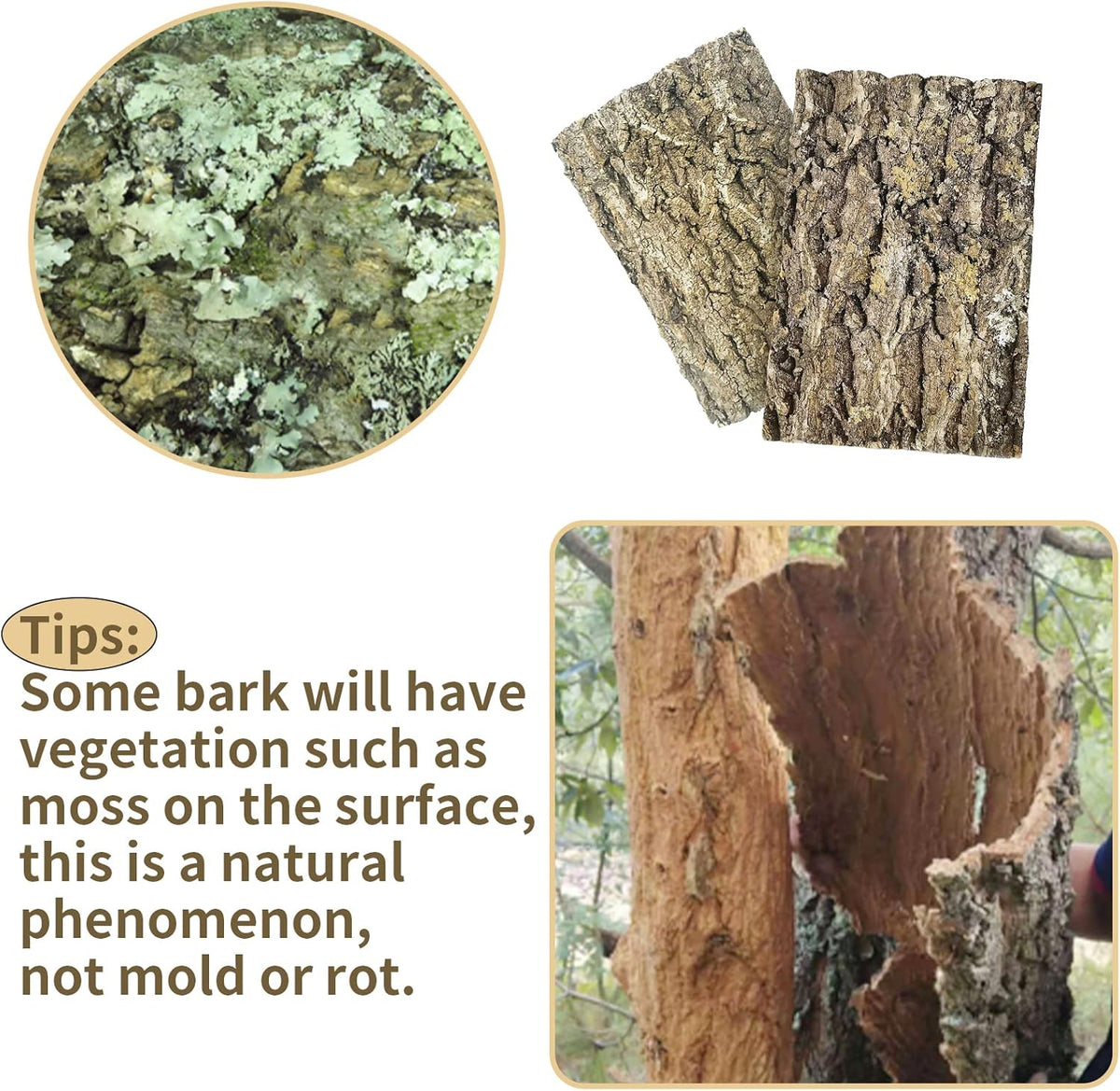 Fhiny 2 PCS Cork Bark Background, 11.6" x 7.7" Natural Cork Bark for Reptiles Tank Backdrop Reptile