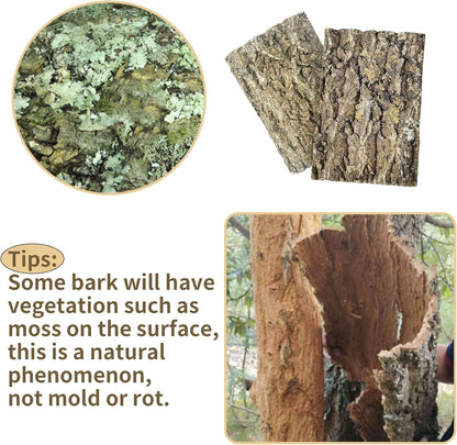 Fhiny 2 PCS Cork Bark Background, 11.6" x 7.7" Natural Cork Bark for Reptiles Tank Backdrop Reptile
