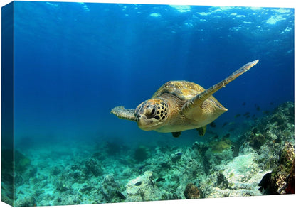 wall26 Canvas Print Wall Art Sea Turtle Gliding Through Sea Nature Ocean Photography Realism