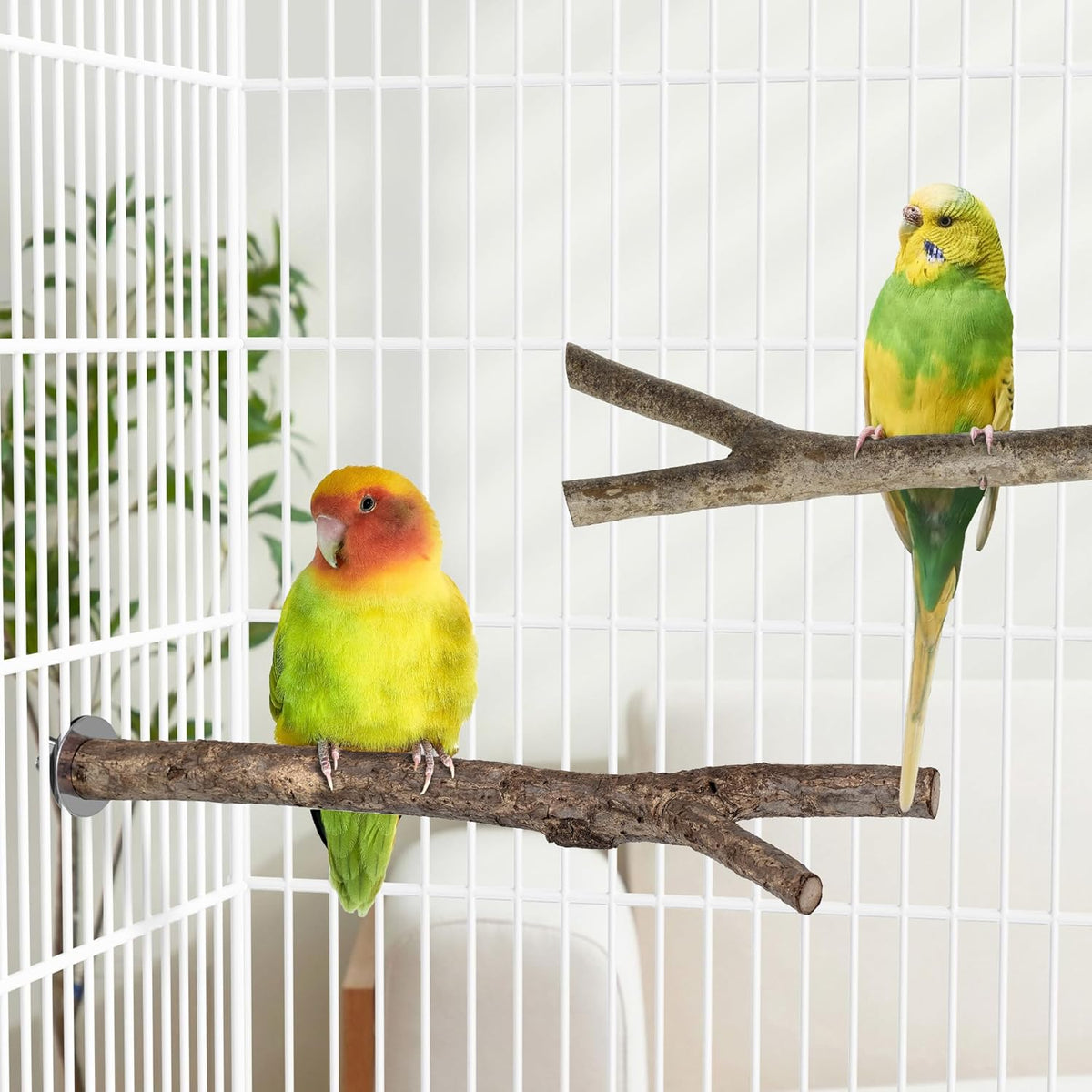 Niteangel Natural Wooden Perches for Bird Cages - Ideal for Cockatiels, Parakeets, Finches & Other