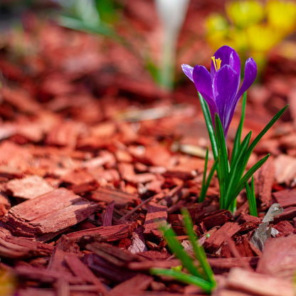 Premium Red Wood Mulch for Indoor, Patio, Potting Media, Gardens, Lawns, and Landscaping (1.3 CF