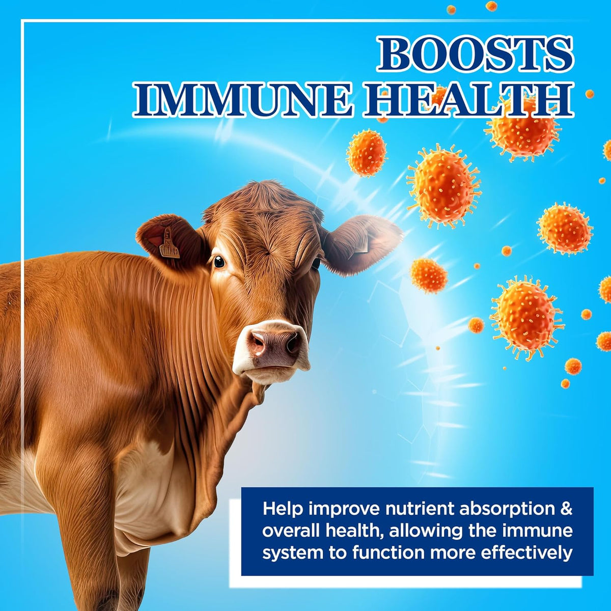 Equerry's Large Animal Probiotic | Supplements for Gut Health and Nutrient Absorption | Probiotics