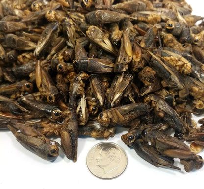 Aquatic Foods Inc. Crickets - Freeze Dried Crickets for Tropical Fish, Reptiles, Turtles, Tortoises