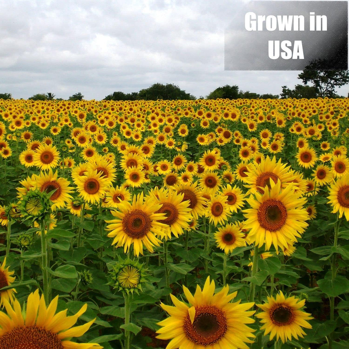 Wildlife Black Oil Sunflower Seeds for Birds and Wildlife, Non-GMO & USA Grown on Small Farms (25