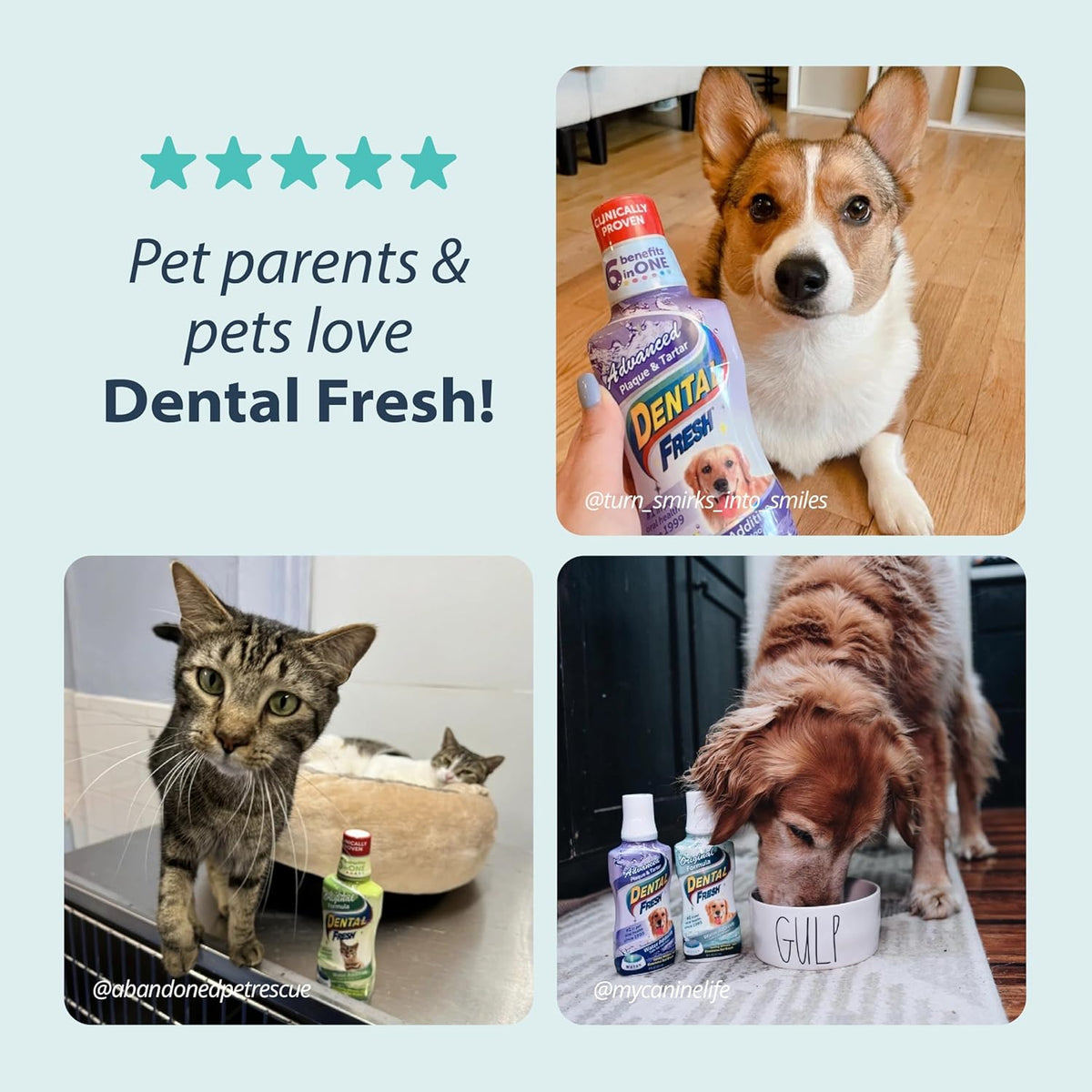 Dental Fresh Water Additive for Dogs, Original Formula, 17oz – Dog Breath Freshener and Teeth
