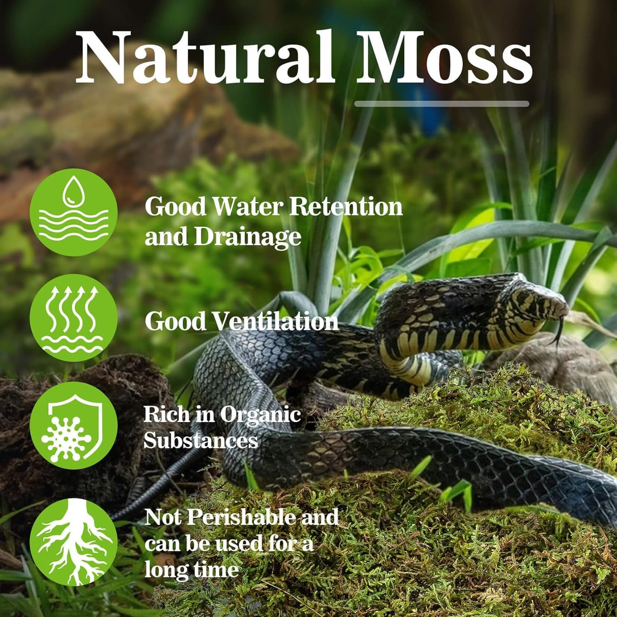 Sukh Sphagnum Moss for Reptiles - Terrarium Reptiles Moss Green Dried Peat Moss Habitat Bedding