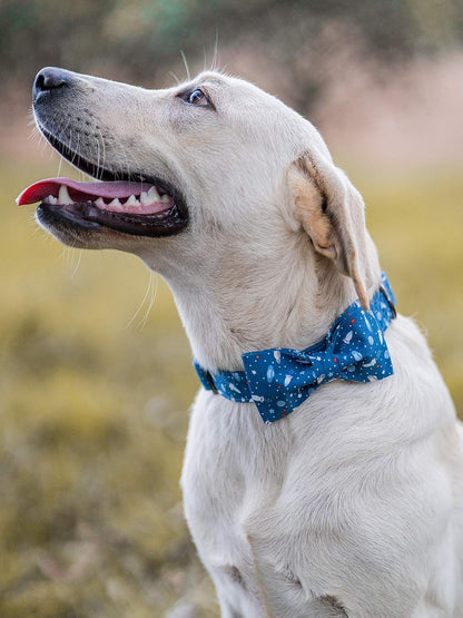 Elegant little tail Dog Collar with Bow, Cotton & Webbing, Bowtie Dog Collar, Adjustable Dog