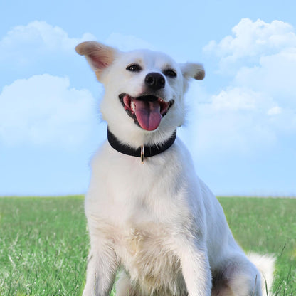 Didog Soft Padded Dog Collars for Medium Dogs, Lightweight and Breathable Dog Collar with Metal
